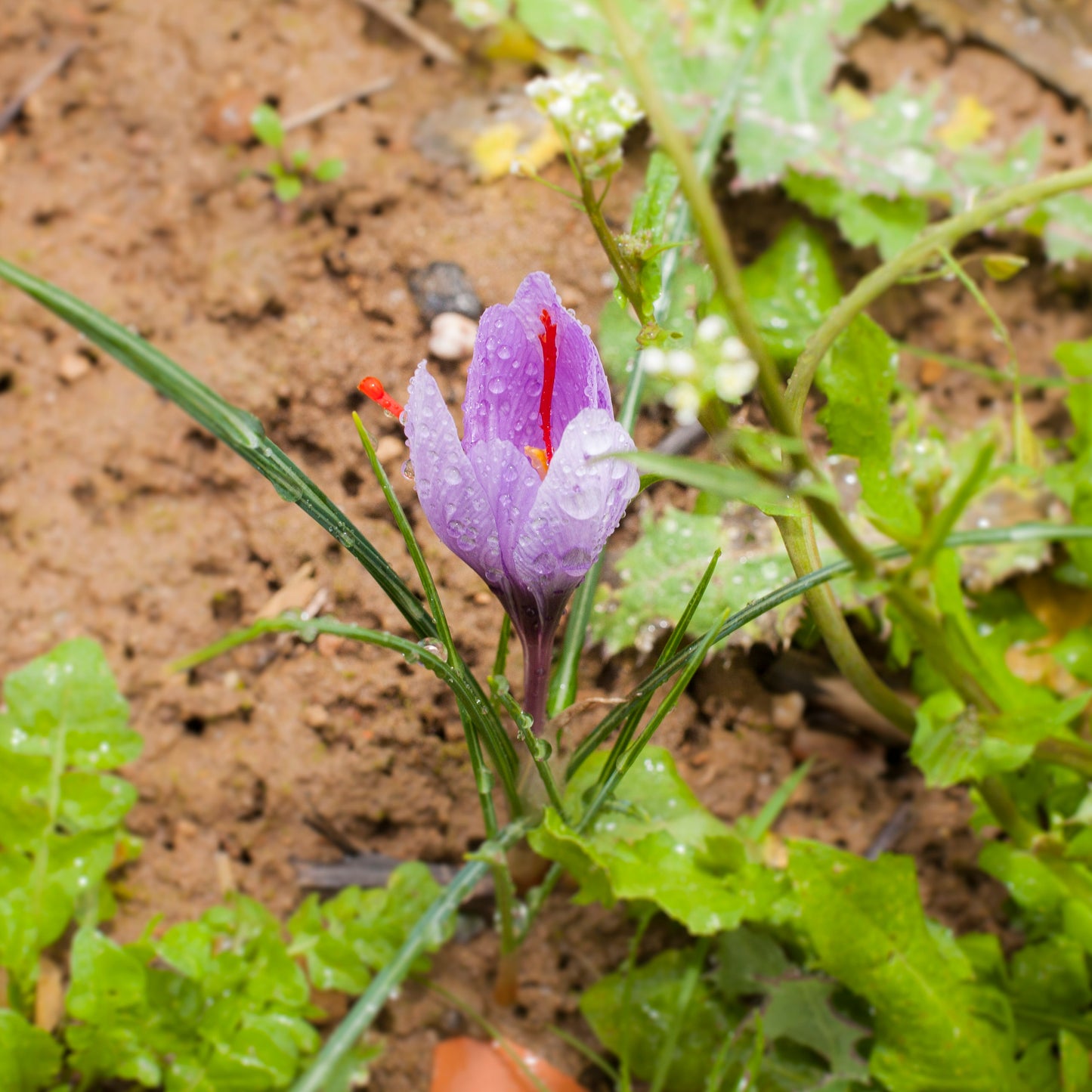 Safran - Zauberpflanzen - Balsam